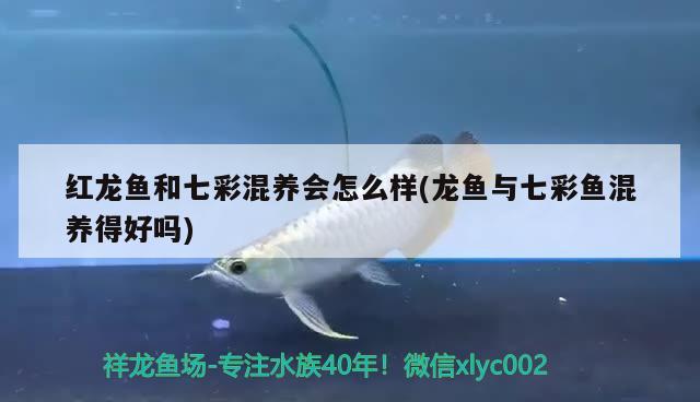 紅龍魚(yú)和七彩混養(yǎng)會(huì)怎么樣(龍魚(yú)與七彩魚(yú)混養(yǎng)得好嗎)