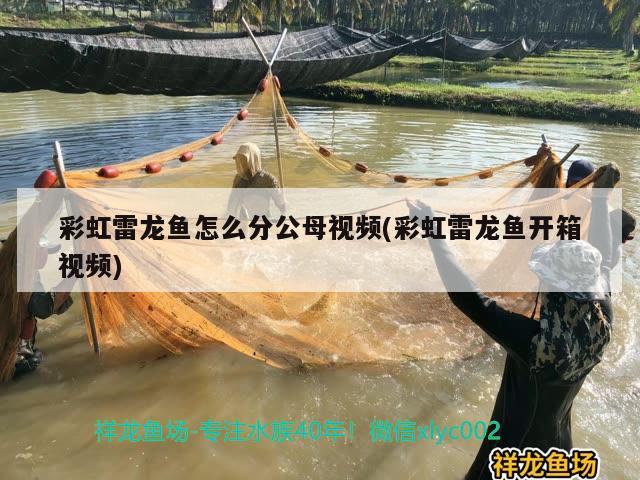 彩虹雷龍魚怎么分公母視頻(彩虹雷龍魚開箱視頻)