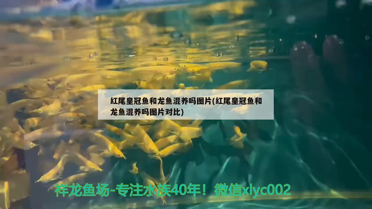 紅尾皇冠魚和龍魚混養(yǎng)嗎圖片(紅尾皇冠魚和龍魚混養(yǎng)嗎圖片對比) 野彩魚