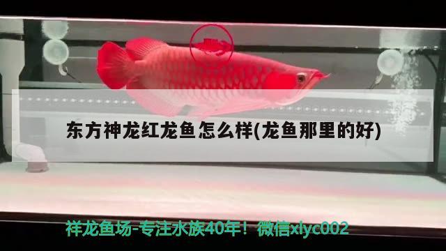 東方神龍紅龍魚(yú)怎么樣(龍魚(yú)那里的好) 觀賞魚(yú)百科