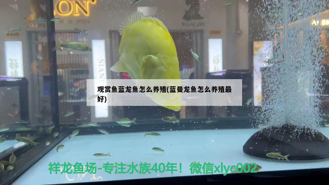 觀賞魚藍龍魚怎么養(yǎng)殖(藍曼龍魚怎么養(yǎng)殖最好)