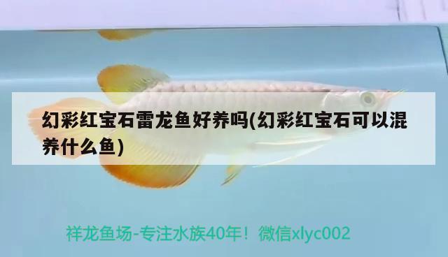 幻彩紅寶石雷龍魚好養(yǎng)嗎(幻彩紅寶石可以混養(yǎng)什么魚)