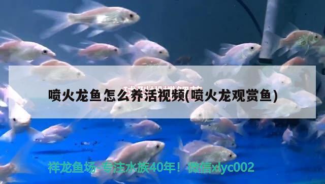 噴火龍魚怎么養(yǎng)活視頻(噴火龍觀賞魚) 水族用品