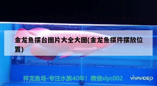 金龍魚擺臺圖片大全大圖(金龍魚擺件擺放位置) 黑云魚