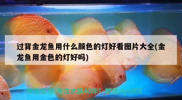 過背金龍魚用什么顏色的燈好看圖片大全(金龍魚用金色的燈好嗎)