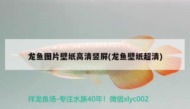 龍魚圖片壁紙高清豎屏(龍魚壁紙超清) 巴卡雷龍魚