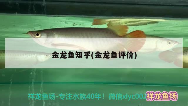 金龍魚知乎(金龍魚評價) 圖騰金龍魚 第2張