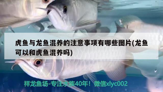 魚缸凈水劑對魚缸凈水劑有害嗎，魚缸凈水劑對魚有害嗎 黑白雙星魚 第3張