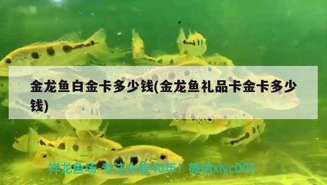 金龍魚白金卡多少錢(金龍魚禮品卡金卡多少錢) 龍魚百科