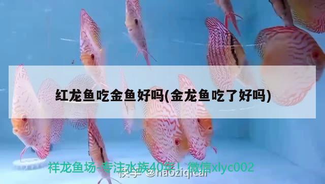 紅龍魚吃金魚好嗎(金龍魚吃了好嗎) 白子金龍魚