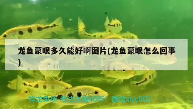 龍魚(yú)蒙眼多久能好啊圖片(龍魚(yú)蒙眼怎么回事)