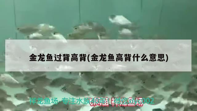 金龍魚過背高背(金龍魚高背什么意思) 檸檬鯽 第2張