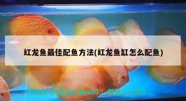 紅龍魚最佳配魚方法(紅龍魚缸怎么配魚) 羽毛刀魚苗