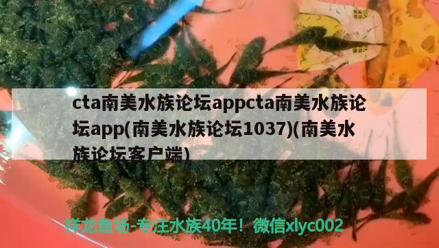 cta南美水族論壇appcta南美水族論壇app(南美水族論壇1037)(南美水族論壇客戶端) 龍魚批發(fā)