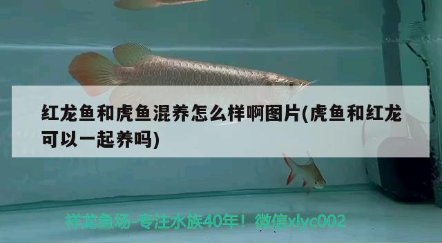 金龍魚(yú)廣告詞大全(金龍魚(yú)廣告詞大全) 稀有紅龍品種