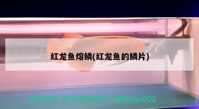 紅龍魚熔鱗(紅龍魚的鱗片) 魚缸/水族箱