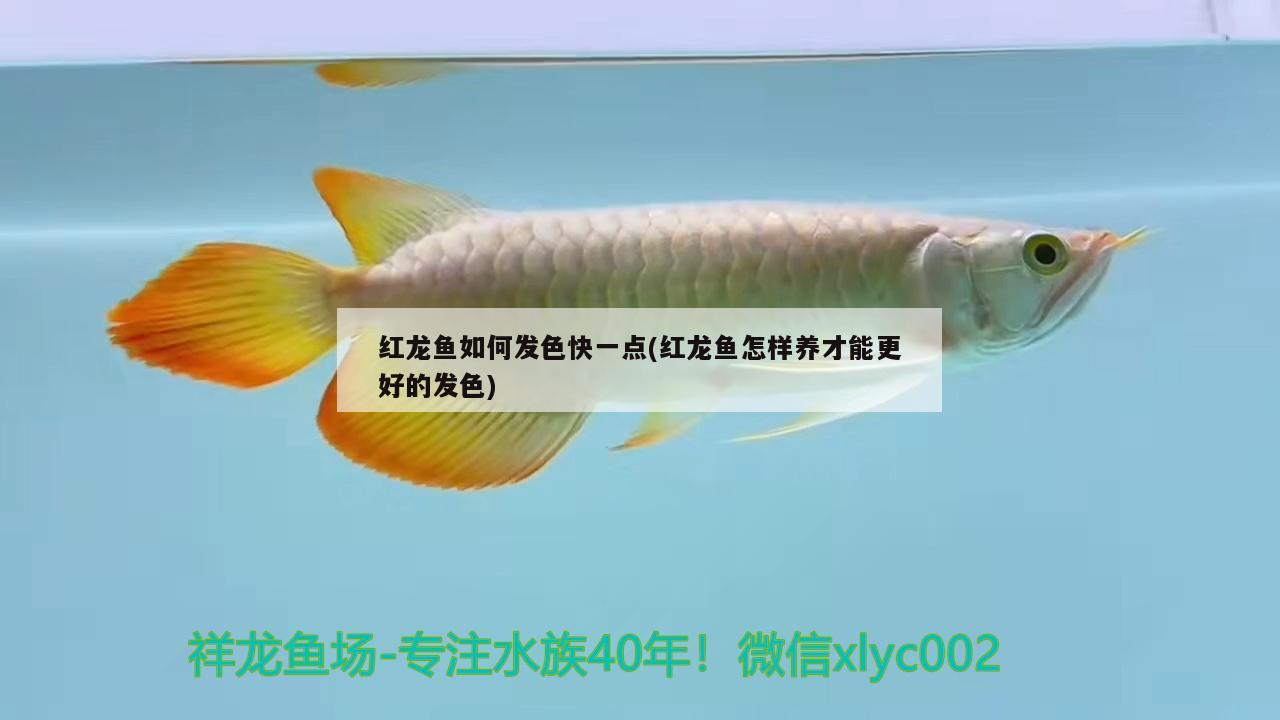 紅龍魚如何發(fā)色快一點(diǎn)(紅龍魚怎樣養(yǎng)才能更好的發(fā)色) 古典過(guò)背金龍魚