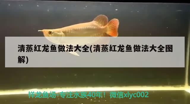 清蒸紅龍魚做法大全(清蒸紅龍魚做法大全圖解) 觀賞魚