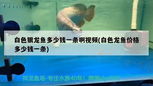 白色銀龍魚多少錢一條啊視頻(白色龍魚價格多少錢一條)