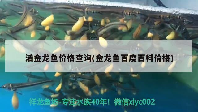 活金龍魚價格查詢(金龍魚百度百科價格)