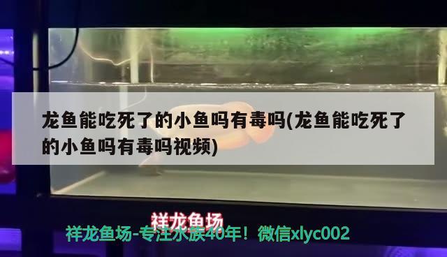 龍魚能吃死了的小魚嗎有毒嗎(龍魚能吃死了的小魚嗎有毒嗎視頻)