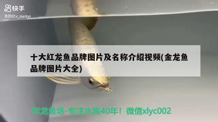 十大紅龍魚品牌圖片及名稱介紹視頻(金龍魚品牌圖片大全)