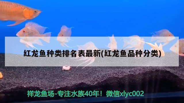 紅龍魚種類排名表最新(紅龍魚品種分類)