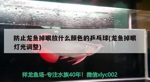 防止龍魚掉眼放什么顏色的乒乓球(龍魚掉眼燈光調(diào)整)