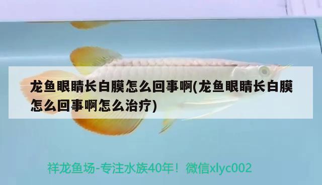 龍魚眼睛長白膜怎么回事啊(龍魚眼睛長白膜怎么回事啊怎么治療) 黃鰭鯧魚