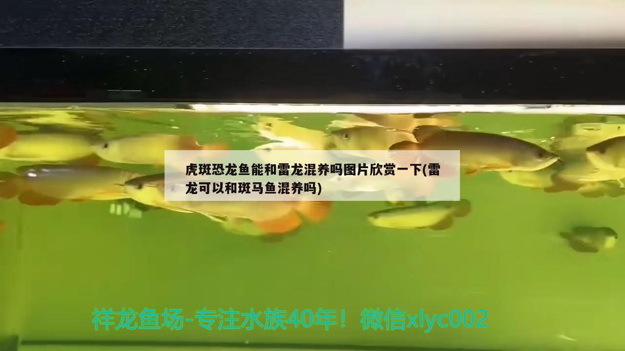 龍?zhí)缎卤~缸能用幾年（大型魚缸能用幾年） 觀賞龜/鱉飼料 第1張