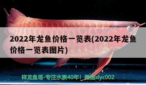 紅龍魚(yú)成長(zhǎng)過(guò)程圖片視頻(紅龍魚(yú)的飼養(yǎng)方法講解視頻)