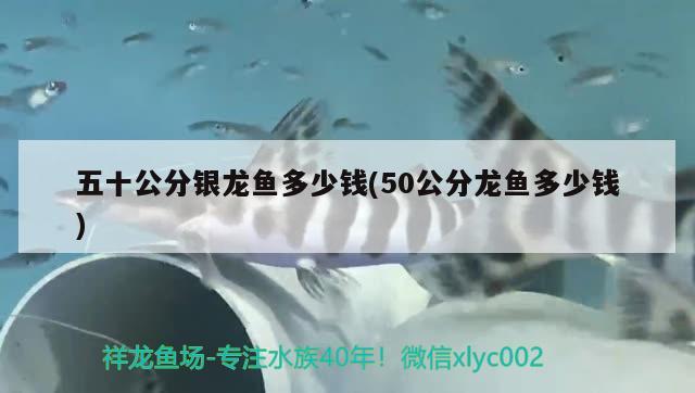 五十公分銀龍魚多少錢(50公分龍魚多少錢) 銀龍魚百科