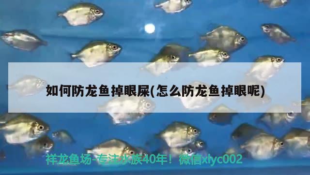 如何防龍魚掉眼屎(怎么防龍魚掉眼呢) 成吉思汗鯊（球鯊）魚