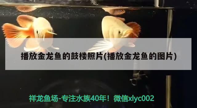 播放金龍魚的鼓樓照片(播放金龍魚的圖片)