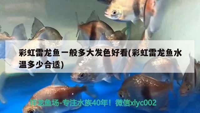 彩虹雷龍魚一般多大發(fā)色好看(彩虹雷龍魚水溫多少合適)