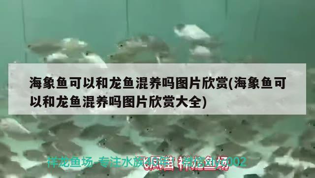 海象魚可以和龍魚混養(yǎng)嗎圖片欣賞(海象魚可以和龍魚混養(yǎng)嗎圖片欣賞大全)