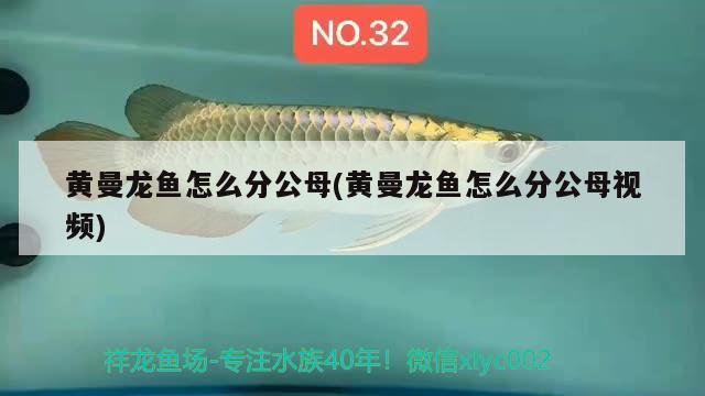 黃曼龍魚怎么分公母(黃曼龍魚怎么分公母視頻) 虎魚百科