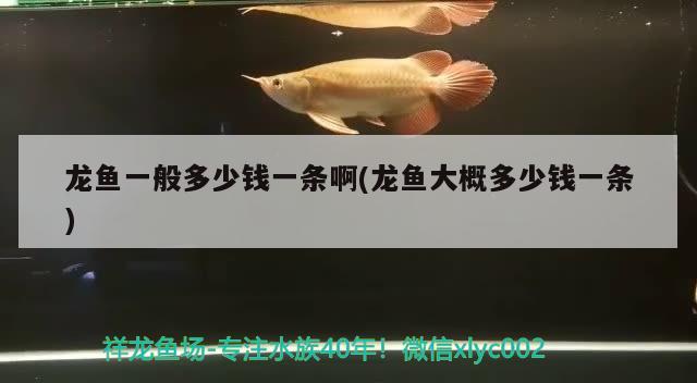 龍魚(yú)一般多少錢(qián)一條啊(龍魚(yú)大概多少錢(qián)一條)