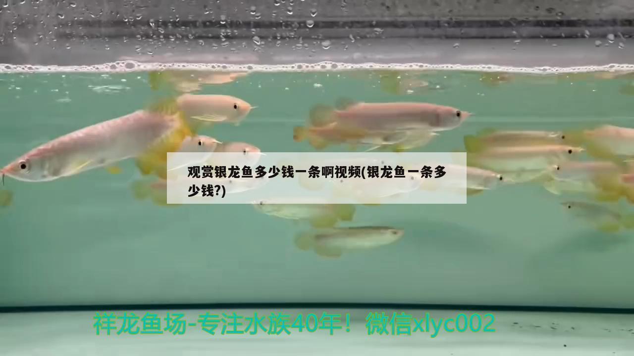 觀賞銀龍魚多少錢一條啊視頻(銀龍魚一條多少錢?) 銀龍魚百科