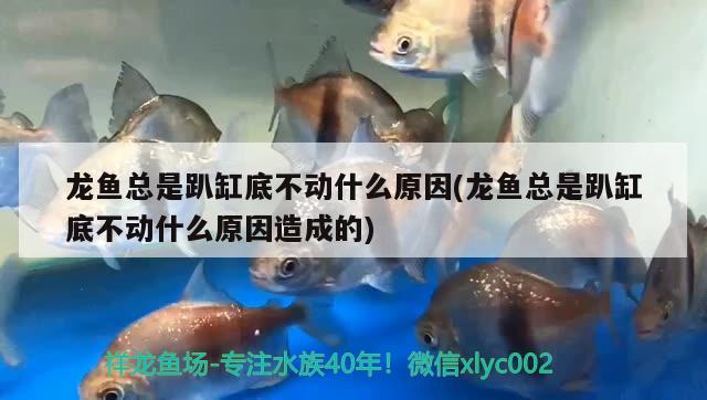 龍魚總是趴缸底不動什么原因(龍魚總是趴缸底不動什么原因造成的)