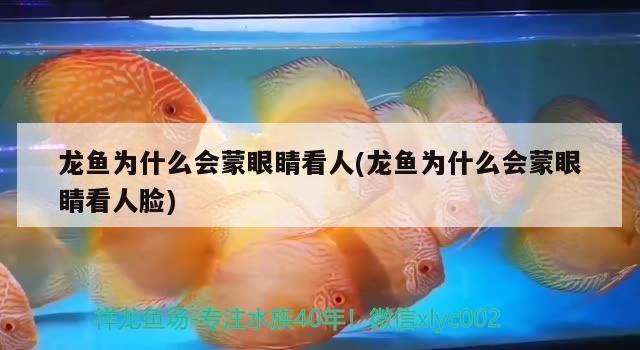 紅龍魚價格(紅龍魚價格多少錢一只) 祥龍魚場