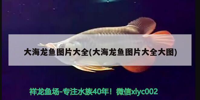 大海龍魚圖片大全(大海龍魚圖片大全大圖)