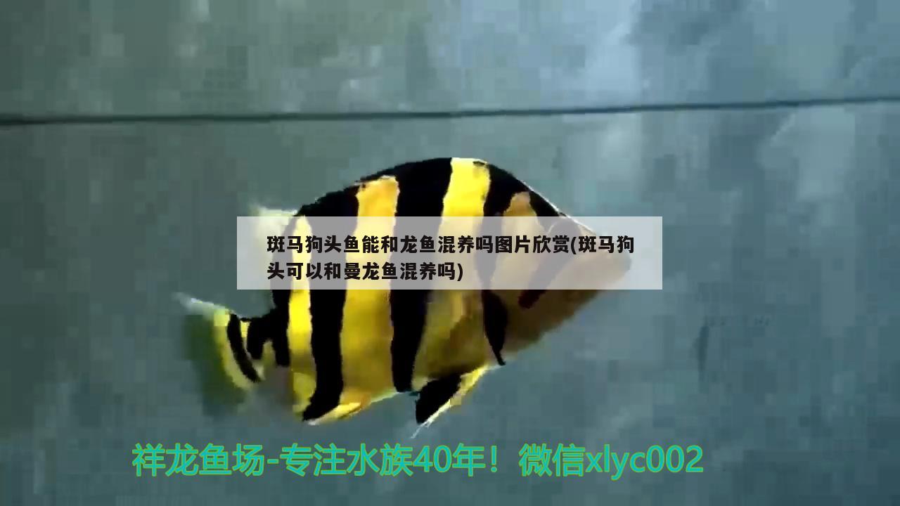 哪種金龍魚(yú)最貴最好吃(哪種金龍魚(yú)最貴最好吃的魚(yú))