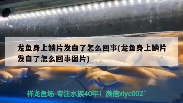 龍魚身上鱗片發(fā)白了怎么回事(龍魚身上鱗片發(fā)白了怎么回事圖片)