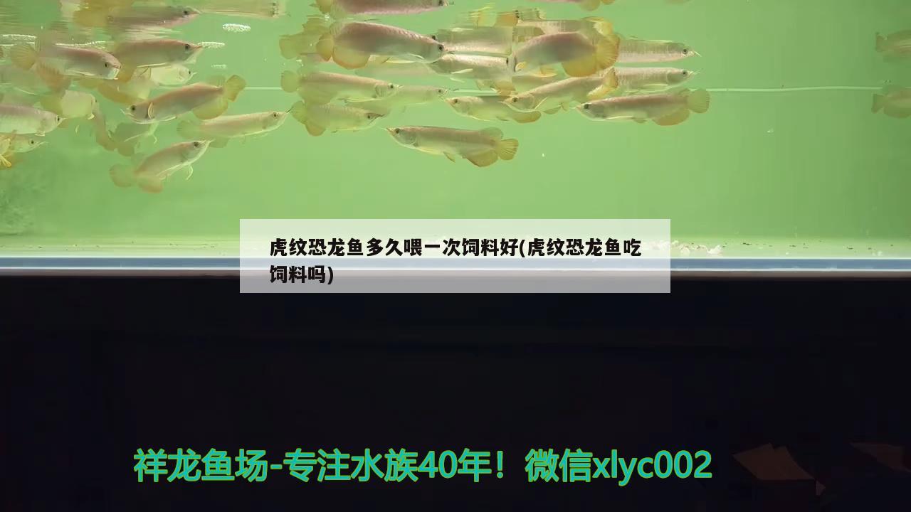 虎紋恐龍魚多久喂一次飼料好(虎紋恐龍魚吃飼料嗎) 奈及利亞紅圓點狗頭