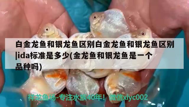 金龍魚招財(cái)(金龍魚招財(cái)魚手機(jī)壁紙)