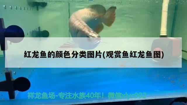 紅龍魚的顏色分類圖片(觀賞魚紅龍魚圖) 斑馬狗頭魚