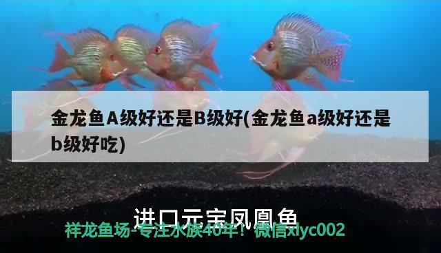 金龍魚A級(jí)好還是B級(jí)好(金龍魚a級(jí)好還是b級(jí)好吃) 白化火箭魚