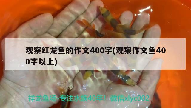 觀察紅龍魚的作文400字(觀察作文魚400字以上)