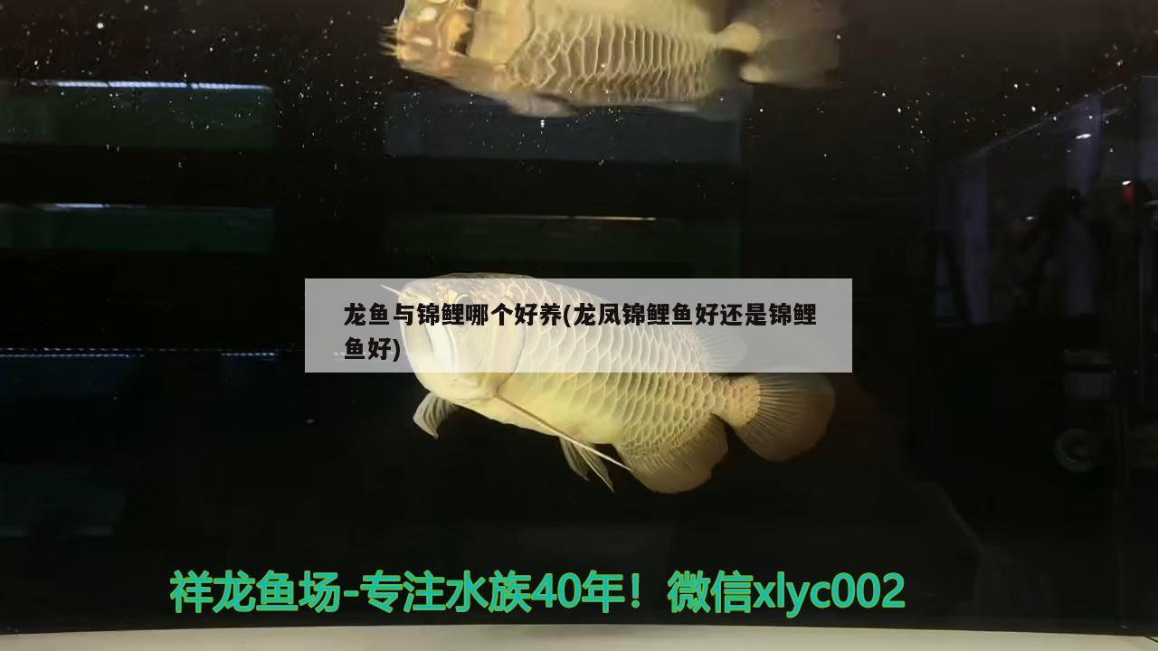 龍魚與錦鯉哪個(gè)好養(yǎng)(龍鳳錦鯉魚好還是錦鯉魚好)